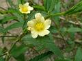 Common Wireweed