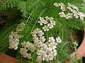 Common Yarrow