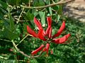 Coral Bean Tree