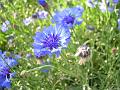 Cornflower