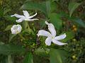 Crape Jasmine