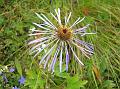 Creeping Aster