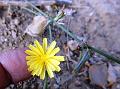 Creeping Launaea