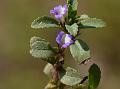 Creeping Marshweed