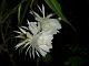 Crenate Orchid Cactus