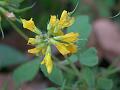 Cultivated Fenugreek