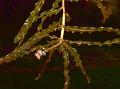 Curled Pondweed