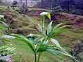 Curved-Hood Cobra Lily