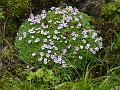 Cushion Rock Jasmine