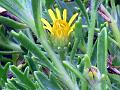 Cutch Inula