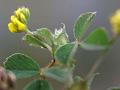 Cutleaf Medick