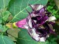 Datura Blackcurrant Swirl