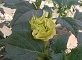 Datura Triple Yellow