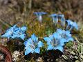 Decorated Gentian