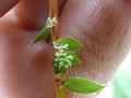 Delicate Himalayan Knotweed