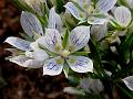 Dense Leaved Swertia