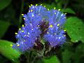 Dense-Flowered Dew-Grass