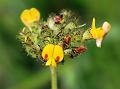 Dense-Flowered Smithia