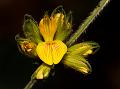 Dense-Flowered Snoutbean