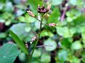 Diverse-Leaf Yellow Cress