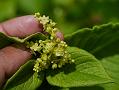 Dock-Leaf Knotweed