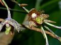 Dotted Bulb-Leaf Orchid