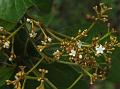 Dotted Viburnum