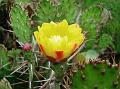 Drooping Prickly Pear