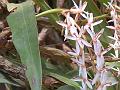 Dusky Coelogyne