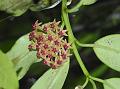 Dusky Wax Flower