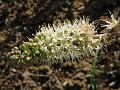 Dwarf Bushwillow