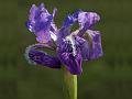 Dwarf Himalayan Iris