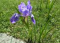 Dwarf Himalayan Iris