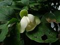 Dwarf Magnolia