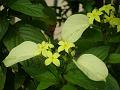 Dwarf Mussaenda