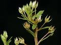 Dwarf Pimpernel