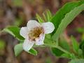 Dwarf Snakerherb