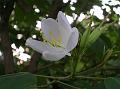 Dwarf White Orchid Tree