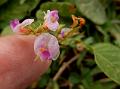 Dwarf Winged-Stalk Desmodium