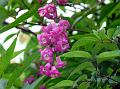 East Himalayan Butterfly Bush