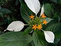 East Himalayan Mussaenda