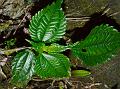 East-Asian Clearweed