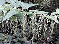 East-Asian Nettle