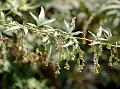 East-Asian Wormwood