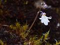 East-Himalayan Bladderwort