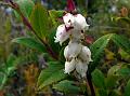 East-Himalayan Blueberry