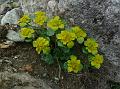 East-Himalayan Golden-Saxifrage