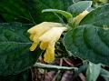 East-Himalayan Horn-Flower