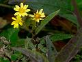 East-Himalayan Inula