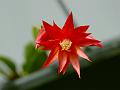 Easter Cactus